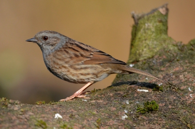 Deze heggemus is regelmatig te vinden bij ons in de tuin. Met name in het vroege voorjaar wanneer het eten echt schaars begint te worden komt ie verder onder de struiken vandaan. Gelukkig had ik mijn camera klaar staan.