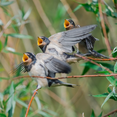 Drie gele snaveltjes met zwarte kraalogen wachten op het voedsel dat ze kort na het nemen van deze foto gebracht werd.Vanachter een kijkscherm van zeer nabij kunnen nemen.
verbeterde versie van de foto die in het VA geplaatst was maar iets te licht uitpakte.