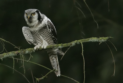 Nog 2 om het af te leren......... Dit was net na het vleugelstrekken. Persoonlijk vind ik dit een erg mooie pose. Een beetje tegendraadse crop, maar ik vind het mooi om de hele tak er op te hebben.
Canon EOS 20D met 300 F4.0 en 1,4 TC, 1/20 op F5.6, 800 ISO, -1 2/3 stop, vanaf statief.