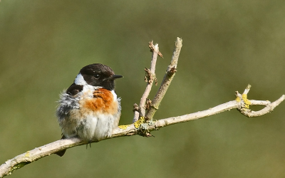 heel veel jong spul in de duinen. eergisteren zat ik temidden van de jonge blauwborsten, gisteren waren het de jonge roodborsttapuiten die mij vergezelden.