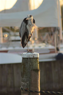 Foto in het avondlicht  van een zo geziene gast in de haven