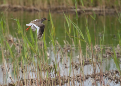 Toen ik in de buurt van Elburg aan het wandelen was kwam ik deze Tureluur tegen. Hij was echter druk aan het rondvliegen.  Ik ben dan ook, na het maken van deze foto, maar weer snel weg gegaan omdat ik vermoede dat er een nest in de buurt was.