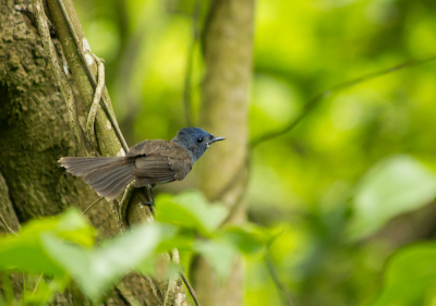 In Taiwan vliegen vele mooie vogelsoorten rond, waaronder deze Zwartnekmonarch. Dit is het vrouwtje Zwartnekmonarch, niet zo mooi als het mannetje, maar ze mag er best wezen! Opname omstandigheden niet ideaal door slecht licht in deze jungle. Wel erg leuk om in te wandelen!