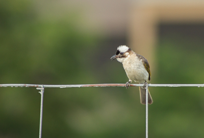 Tijdens het fotograferen van de Muskaatvinken kwam deze Chinese Buulbuul er ook even gezellig bij zitten.