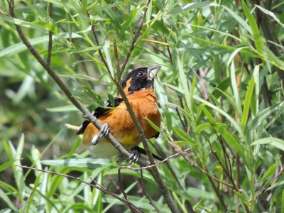 Deze soort is vrij algemeen in het westen van de Verenigde Staten maar volgens mij is het een Birdpix primeur. Zijn zang trok mijn aandacht. Na hem gevonden te hebben heb ik geprobeerd in de bewegelijke struik een foto te maken met dit als resultaat. Viel niet mee door de hoeveelheid wind die er stond maar ondanks dat ie niet vrij kwam te zitten ben ik niet ontevreden.