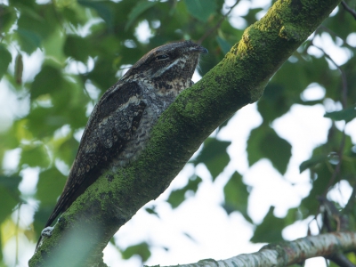 Zoals wel vaker vanmorgen vroeg op om rondje Aamsveen te lopen. Zoals altijd kijk ik uit naar Nachtzwaluwen, zonder er ooit een te zien (ik hoor ze altijd wel na 10 uur 's avonds), maar vanmorgen had eindelijk eens het voorrecht om er een te zien :-).