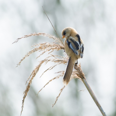 Dit baardmannetje was er een van een druk foeragerende groep die eerst hoog in de bomen verbleef maar even later toch maar tussen de riethalmen aan het werk ging.