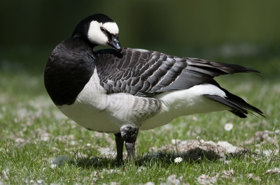 Ik was zeer verbaasd dat deze brandgans zo goed bleef zitten. Ik vroeg me af of het een juveniel is?