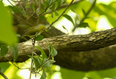 Het olijfgroene verenpak van de Japanse Brilvogel fungeert prima als camouflage in de dichtbegroeide jungle van Taiwan.