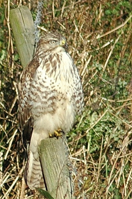 Toen we over de dijk reden zag mijn vriendin deze buizerd opeens op een paal zitten. Toevallig had ik mijn camera bij me, dus besloten de auto even in zijn achteruit te zetten om deze buizerd even op de plaat te zetten.