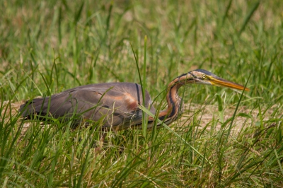 Deze Purperreiger stond te vissen in het zonnetje. Aan de overkant van de sloot was voldoende riet om me achter te verschuilen.