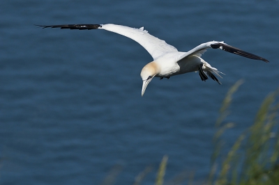 Aangezien het een mooie zonnige dag was en ik graag mijn nieuwe canon 300 mm f/4 L IS USM wilde uitproberen ben ik naar de Bempton Cliffs gegaan. De Jan-van-genten zijn hier prachtig oefenmateriaal. De foto vind ik mooi gelukt, scherp, mooie kijkrichting/compositie, oftewel goed genoeg om te laten beoordelen door de echte experts ;)