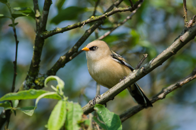 t
Terwijl ik met een medefotograaf stond te kletsen bleef dit baardmannetje gewoon doorscharrelen tussen de blaadjes van de boom waar we vlak voor stonden. Dit was geen moeilijke klus in ieder geval en hij staat er ook nog best aardig op.