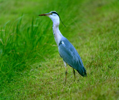 Deze reiger was net bezig een muis of mol door te slikken. Helaas was ik te laat dit te fotograferen terwijl de prooi nog zichtbaar was. Ik kijk hier al een tijdje rond, maar het nog geen foto's gepost (wel op digiscoop pix). Dit is dus de eerste hier.