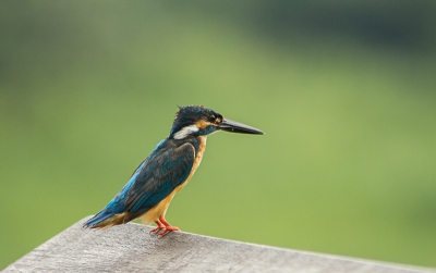 Vandaag rondom een meer gewandeld, vele vogelsoorten mogen zien. Dit is een bekende voor ons, alhoewel ik hem zelf in Nederland nooit ben tegengekomen. Dit keer geen primeur voor BP maar wel voor mezelf :)