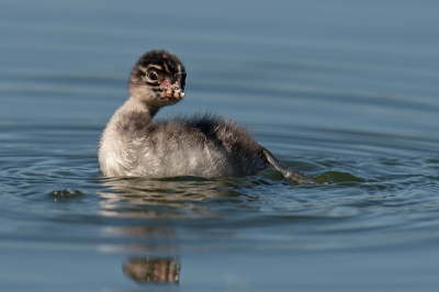 Het onbevangen gedrag van deze jonge Geoorde Fuutjes gaf mij de gelegenheid om daarvan een paar leuke foto's van te maken. Hier was het jong net klaar met het poetsen. 

hoi henk
http://www.hlfotografie.nl/