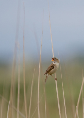 Ik was aan het wandelen bij Arkemheen waar ik deze rietzanger tegen kwam. Omdat ik voor het eerst op pad was met mijn 300mm was het een mooie gelegenheid om dit vogeltje op de plaat te zetten.