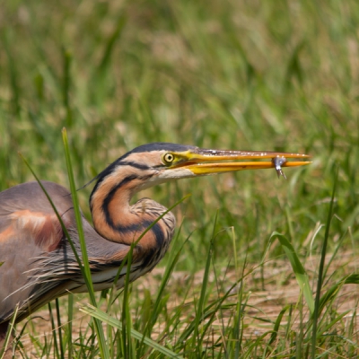 Verscholen achter het riet kon ik redelijk dicht bij naar deze Purperreiger sluipen.