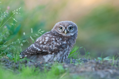 In het linker oog van de uil zie je mijn camera waarmee ik wil zeggen, hoe recht kan hij je aankijken. De kans om zo'n opname te maken zal me niet snel meer gebeuren vandaar dat ik deze graag wil plaatsen.
Gemaakt om 21.30uur