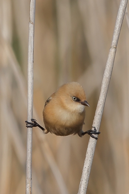 Foto gemaakt in de vroege ochtend vanuit een vogelobservatiehut.