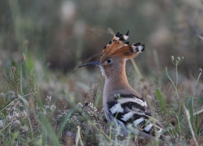 Deze Hop was niet schuw, maar toch moeilijk te fotograferen. Het was enorm licht, maar deze Hop liep te foerageren in de donkere schaduw van een rune in het hoge gras.  Foto staat ook op mijn Faceboek pagina en komt daar door de grote van 1 Mb beter tot zijn recht.  Het verkleinen wil me maar niet lukken.