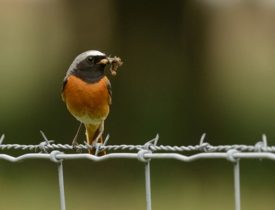 Tijdens een zoektocht naar Dassen sporen liep ik tegen deze jongen aan. Erg laat om nog een nestje te hebben naar mijn idee