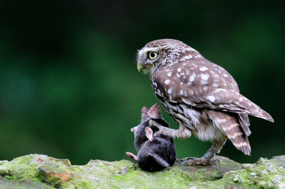 Enkele dagen op een erf geobserveerd en toen kwam het uiltje na enkele keren met een spitsmuisje, opeens met deze mol aanzetten !