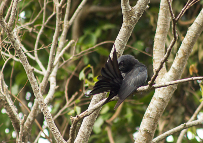 De Koningsdrongo zit veelal op een uitkijkpost te wachten op een groep insecten waar ie zichzelf dan vervolgens in lanceert. Tijdens het wachten gaf deze Koningsdrongo zichzelf een goeie poetsbeurt.