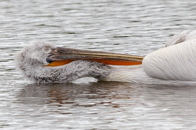 Foto genomen langs n van de vele meren in het 'la Dombes' gebied in Frankrijk.  Na een aantal duiken in het water maakt deze pelikaan zich schoon of droog maar wel met wat acrobatie!