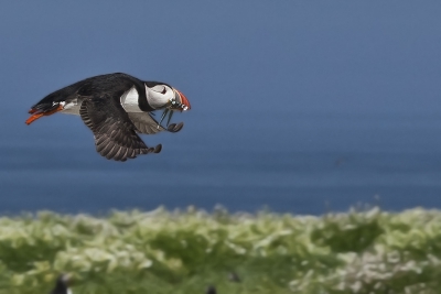 Op de Farne islands, omringt door puffins, wilde ik natuurlijk ook een poging doen om een puffin in vlucht vast te leggen. Dit is het resultaat...
Wat een geweldige vogels!