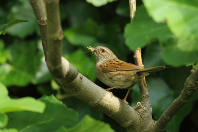 In de haag achter de vijgenboom zit een nestje van heggenmussen, de ouders gebruiken de vijgenboom als tussenstop vooraleer ze de jongen voeren.