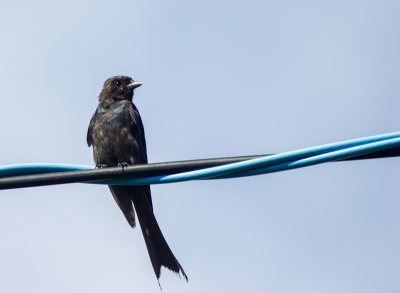 De Koningsdrongo zit veelal op een uitkijkpost te wachten op een groep insecten waar ie zichzelf dan in lanceert. Ze zijn erg behendig in lucht.