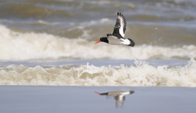 Op een heel stil strand kon ik met een 'tijgersluipgang' erg dicht bij de vogels komen. Het lage standpunt maakte een weerspiegeling mogelijk in de resten van de 'laatste' golf.