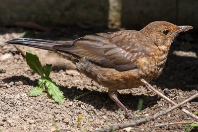 Een foto van een merelvrouw, genomen even na het middaguur bij ons in de achtertuin.   Ze liep voornamelijk in de schaduw van de heg maar toen ze er toch even uitliep en in de zon kwam heb ik deze foto gemaakt.