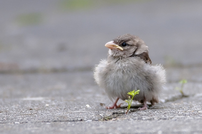 Deze donsbal maakt deel uit van een hele groep die onlangs het nest heeft verlaten. Ze maken aardige drukte met zijn allen.