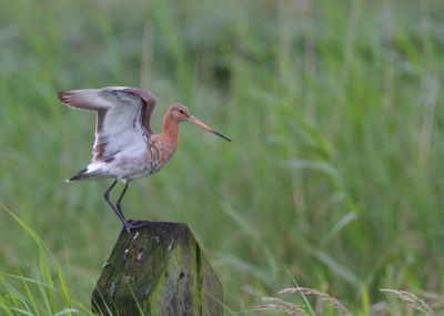 Deze grutto kwam ik tegen in Arkemheen. Heerlijk op een paaltje in de ochtendzon.