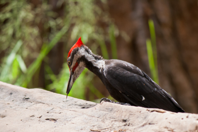 Erg imposante vogel om te zien. Hij was gelukkig helemaal niet bang, kwam zelf dichterbij gevlogen om een andere dode boom te vinden waarin hij lekker kon hakken. Zijn tongetje is hier mooi te zien.