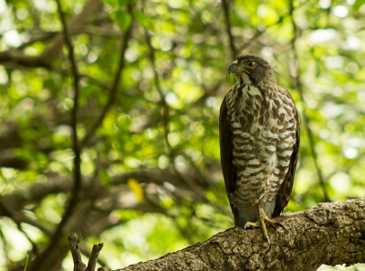 Ongelooflijk!
We waren weereens aan de wandel op een berg net buiten Kaohsiung. Plots tikt zwaag mij op de schouder en fluistert in m'n oor, vogel vogel en jahoor, deze Kuifhavik zat op nog nieteens 5 meter bij ons vandaan op een stam uit te rusten. Ik moest zelf uitzoomen om hem er helemaal op te krijgen. 
Ongelooflijk dat ie bleef zitten. Wat een ervaring! Bedankt Zwaag!!! 

Dit is een endeem van Taiwan, ondersoort van de Kuifhavik (Accipiter trivirgatus formosae).