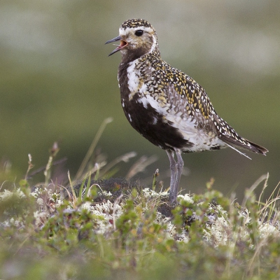 Gister was ik in Dovrefjell muskusossen aan het fotograferen toen deze goudplevier even mooi tussen mij en de ossen kwam zitten. Normaal gesproken, als ik de goudplevier probeer te fotograferen, lukt het me niet om in de buurt te komen en nu kwam de vogel vanzelf naar me toe. Soms zit het mee. :)