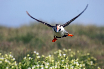 Vliegende papegaaiduiker terug naar de rots van Steple Island van de Farne Islands