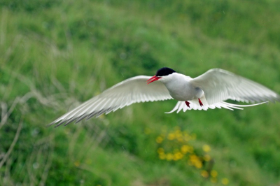 Prachtig vliegende Noorse stern boven het hoofd eiland van de Farne Islands