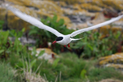 Prachtige vliegende Noorse stern op het hoofdeiland van de Farne Islands. Je kunt er met een klein excursiebootje heen.