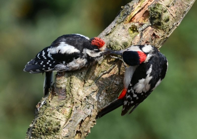 Altijd een geweldig moment als jonge vogels worden gevoerd.. Grote bonte specht was voor mij een primeur