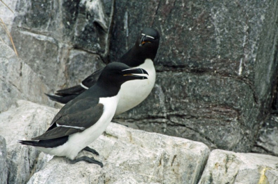 Naast  heel veel zeekoeten, kuifaalscholvers, drieteenmeeuwen zit er op de Farne Island ook een flink aantal alken.