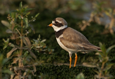 in een natuur gebied aan de haringvliet spotte ik een koppel bontbekpleviers met twee jongen even rustig gaan liggen in het natte gras kon ik deze foto maken gr koos