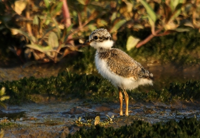 in een natuur gebied aan de haringvliet spotte ik een koppel bontbekpleviers met twee jongen even rustig gaan liggen in het natte gras kon ik deze foto maken gr koos