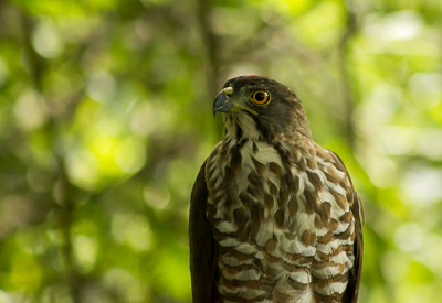 We waren weereens aan de wandel op een berg net buiten Kaohsiung. Plots tikt zwaag mij op de schouder en fluistert in m'n oor, vogel vogel en jahoor, deze Kuifhavik zat op nog nieteens 5 meter bij ons vandaan op een stam uit te rusten. Ongelooflijk dat ie bleef zitten. Wat een ervaring! Bedankt Zwaag!!! 

Dit is een endeem van Taiwan, ondersoort van de Kuifhavik (Accipiter trivirgatus formosae).