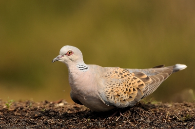 Ook de zomertortel liet zich geregeld zien in de buurt van de hut, maar deze is nogal schuw en schrikkerig. Driemaal durfde de vogel het aan om bij het water te komen. Dat heeft alleen in totaal niet langer dan een halve minuut geduurd schat ik zo in.