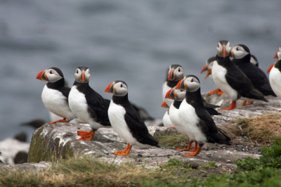 Voor onze vakantie naar Schotland gingen we eerst op excursie op de Farne Islands . Op 11 juni waren er bij de zeevogeld wel al nesten met eieren maar nog geen jongen. Dit groepje papegaaiduikers was ook in "blijde"verwachting van....