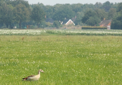 Toen ik aan het fietsen was, zag ik deze nijlgans helemaal alleen in het veld lopen. Het was erg warm, en de nijlgans had het ook warm. Sommige mensen vinden deze vogels maar niks, maar ik vind ze best wel mooi.